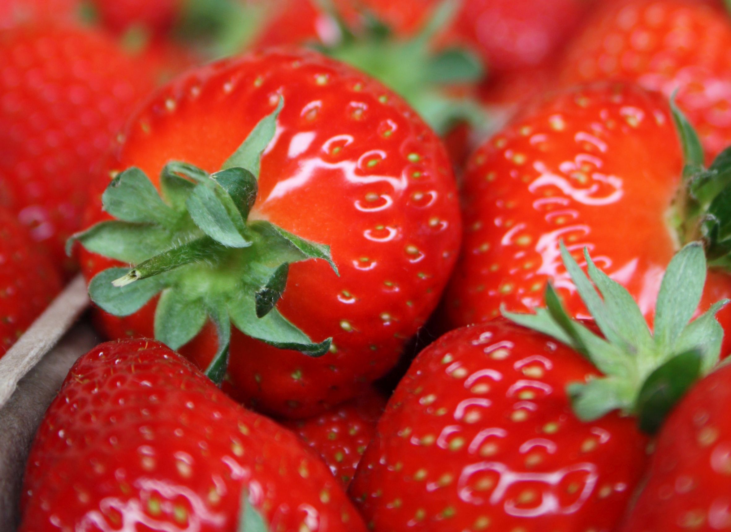 Bildunterschrift: Erdbeeren strotzen vor wertvollen Vitalstoffen wie Vitaminen und Phenolsäuren, wenn sie reif gepflückt und möglichst schnell gegessen werden. (Bildnachweis: GMH)