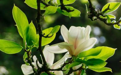 Magnolien: Edle Blüten aus Fernost