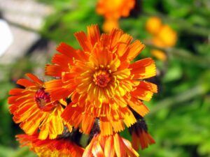 Das Orangerote Habichtskraut (Hieracium aurantiacum) trägt seine auffällige Blütenfarbe bereits im Namen. Die bis zu 60 cm hohe Staude passt besonders gut in naturnah gestaltete Gärten. (Bildnachweis: GMH/Arno Panitz)