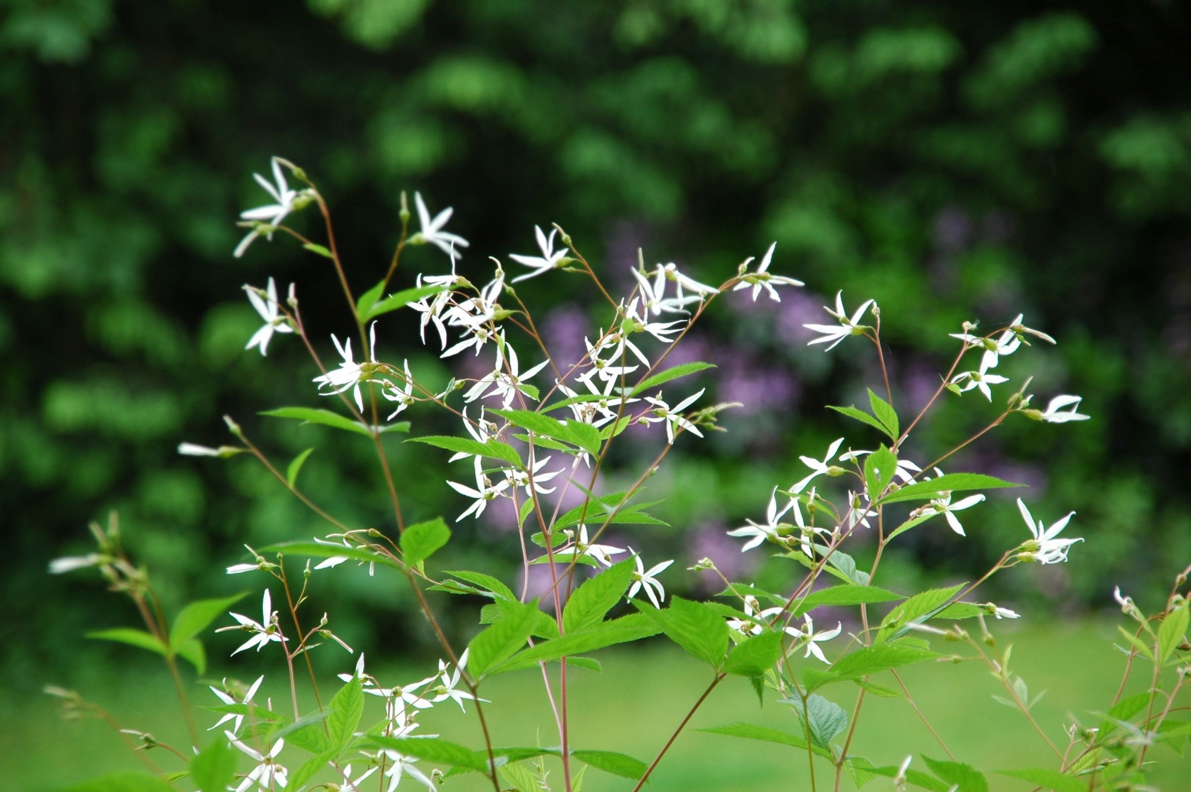 Blüten-Feuerwerk Unzählige reinweiße Blütchen glitzern im Juni und Juli über dem hellgrünen Laub der Dreiblattspiere (Gillenia trifoliata). Im Herbst begeistert die buschig wachsende Staude zudem mit einer fantastischen Herbstfärbung. (Bildnachweis: GMH/Peter Behrens)