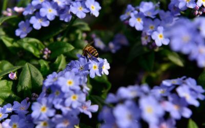 Nektarweiden für Balkon und Terrasse – Gutes für Bienen tun