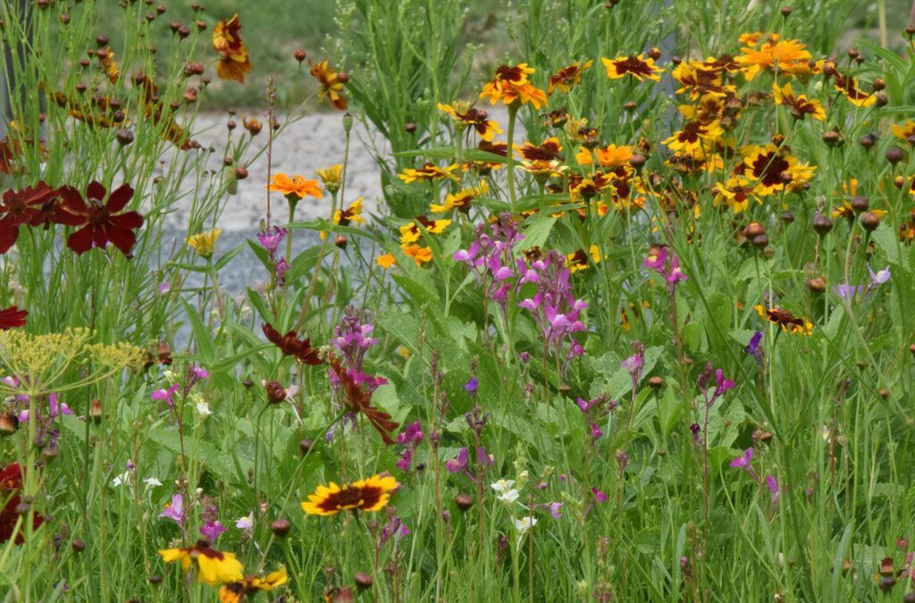 Bunter Blütencocktail für Insekten und Gartenbesitzer
