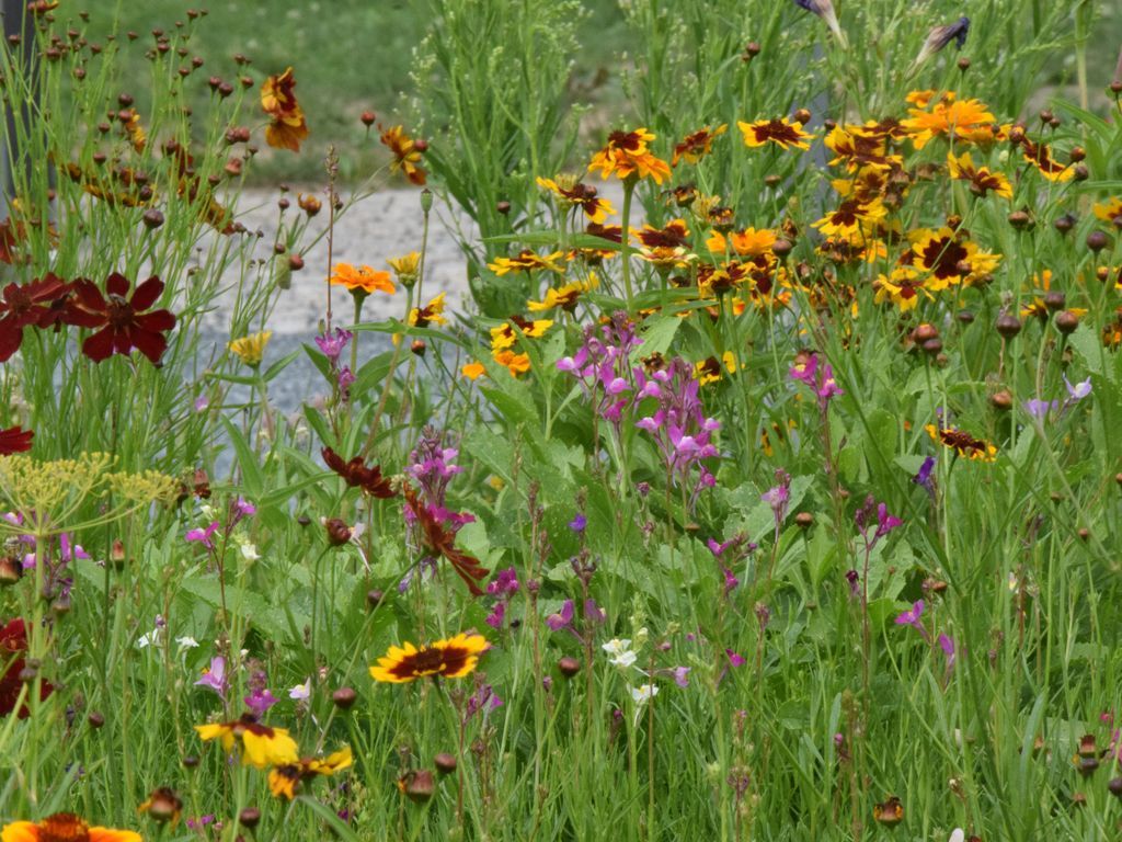 Viele bunte Blumen auf einer Wiese